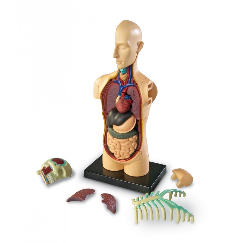 Anatomiczny Model Człowieka