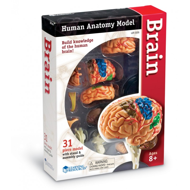 Anatomiczny Model Mózgu