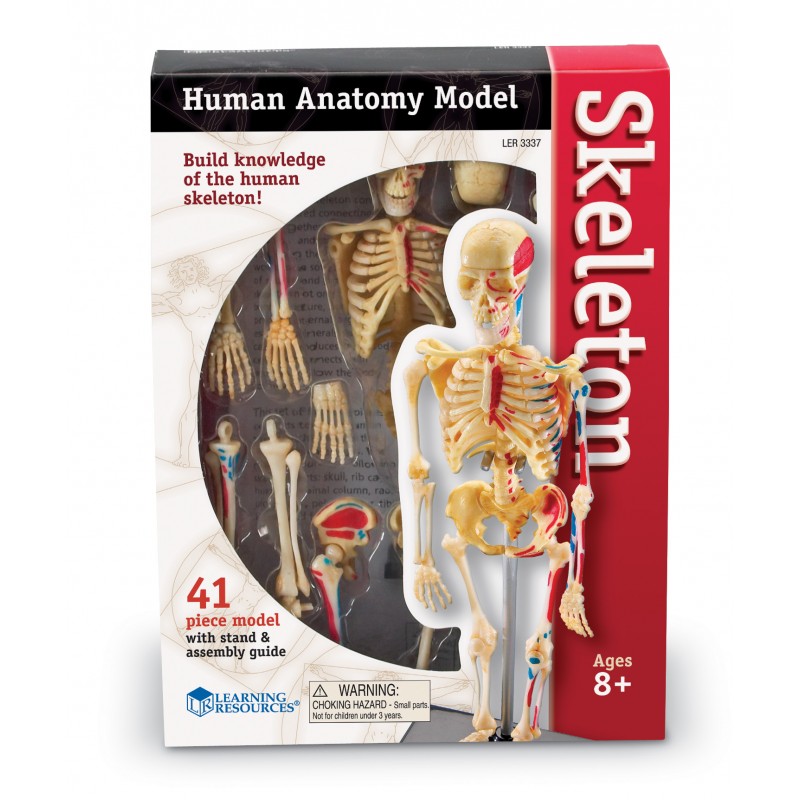 Anatomiczny Model  Szkieletu