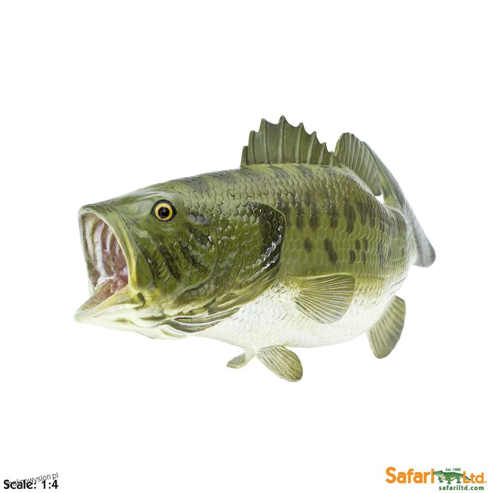 Ryba Bass Wielkogębowy