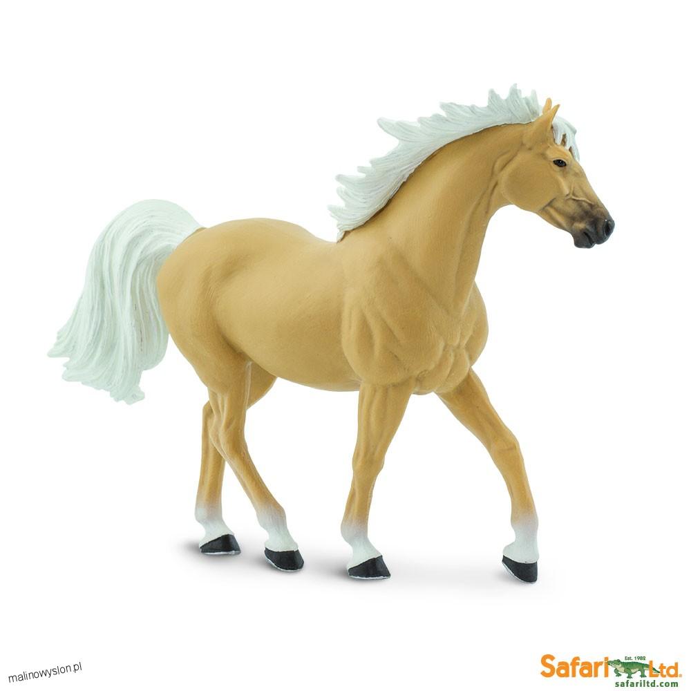 Koń - Ogier Rasy Mustang Palomino