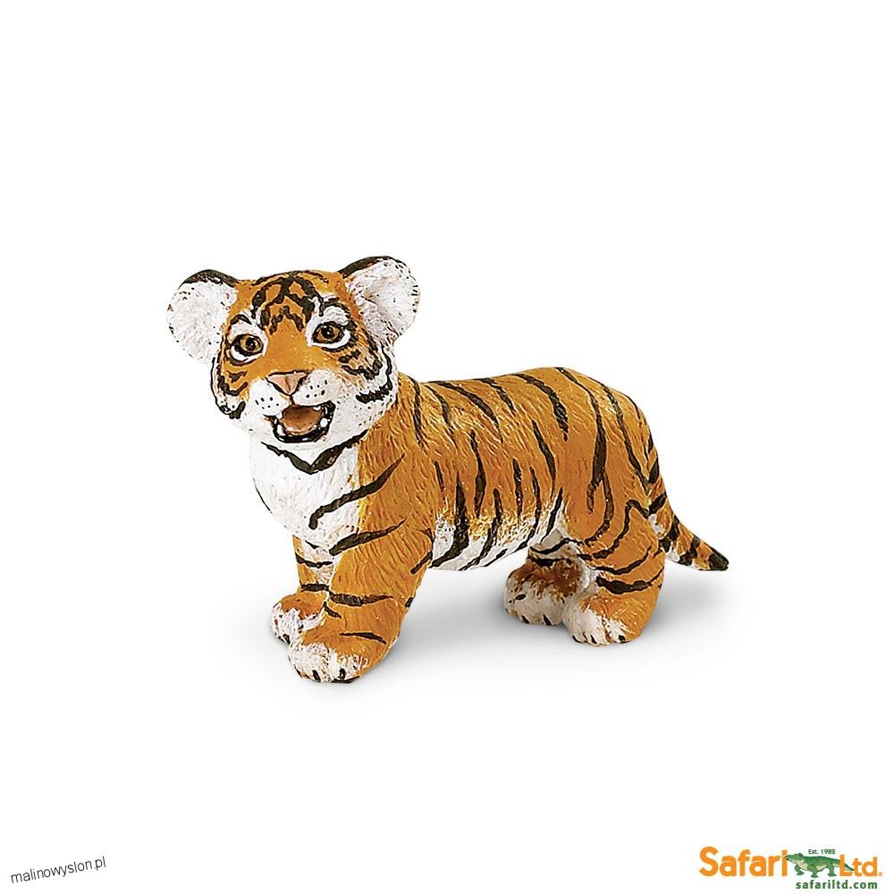 Młody Tygrys Bengalski