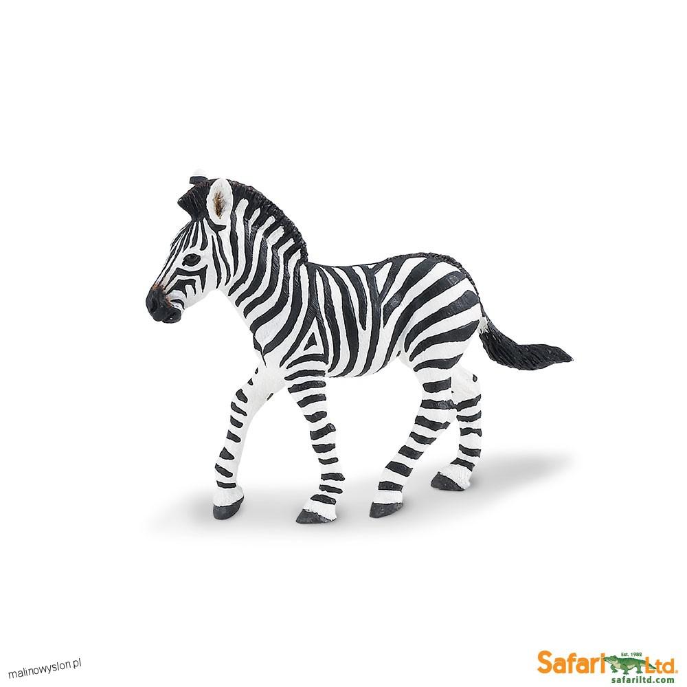 Młoda Zebra