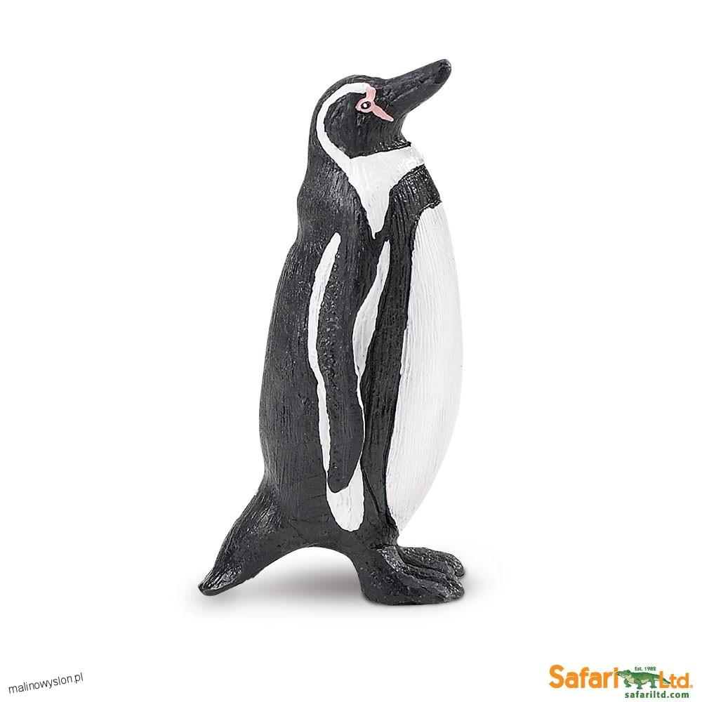 Pingwin Peruwiański