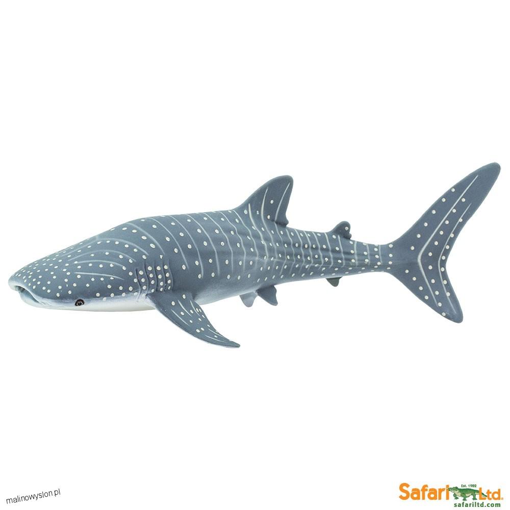 Rekin Wielorybi XL