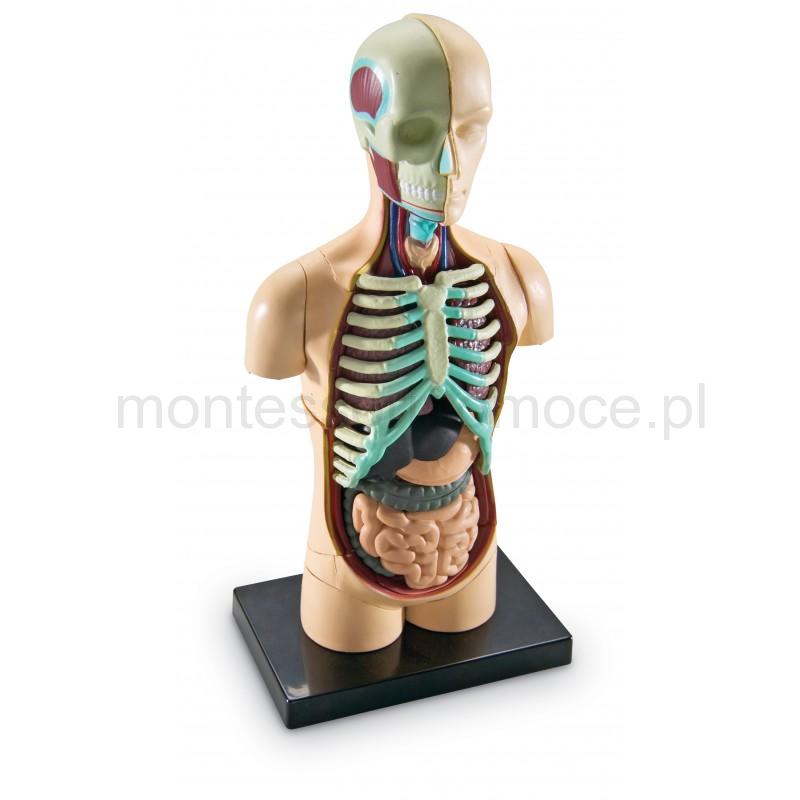 Anatomiczny Model Człowieka