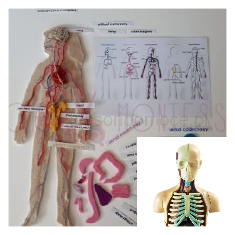 Budowa Wewnętrzna Człowieka + Model  Anatomiczny Budowy Człowieka