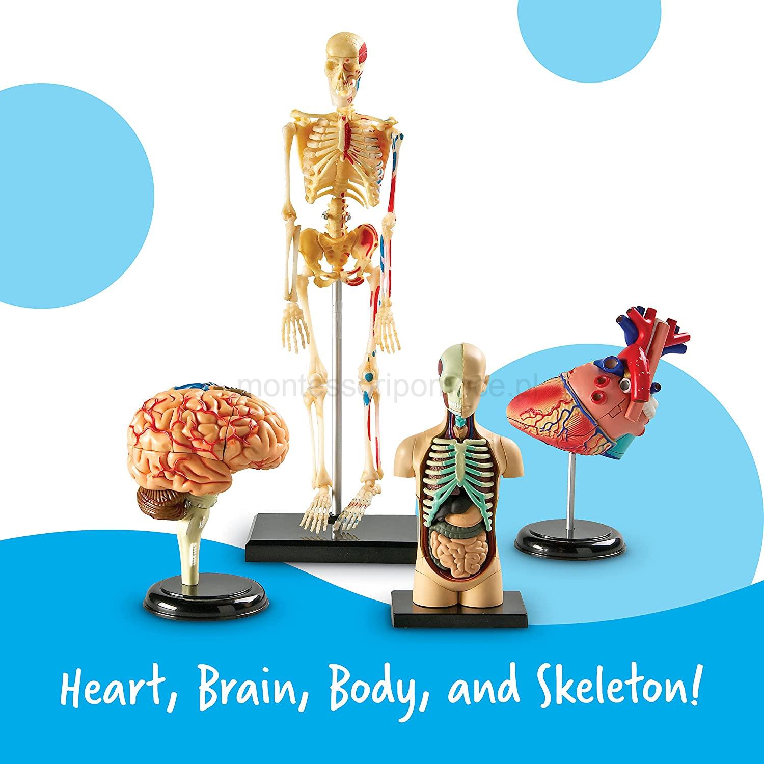 Zestaw Modeli Anatomicznych 4 sztuki