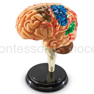 Anatomiczny Model Mózgu