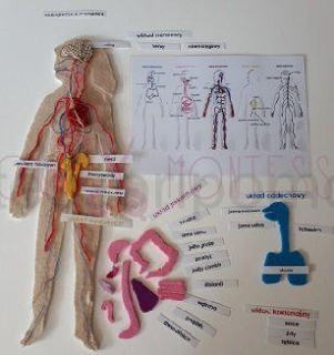 Anatomia Człowieka Mata