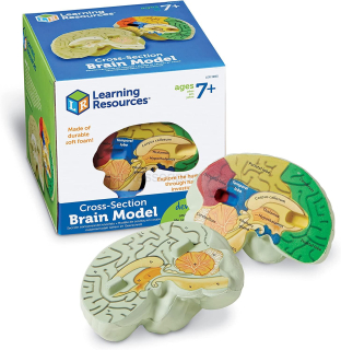 Model Przekroju Mózgu