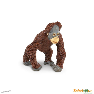 Młody Orangutan