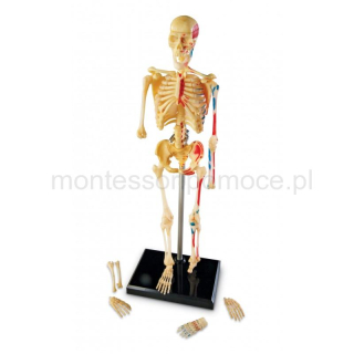Anatomiczny Model  Szkieletu